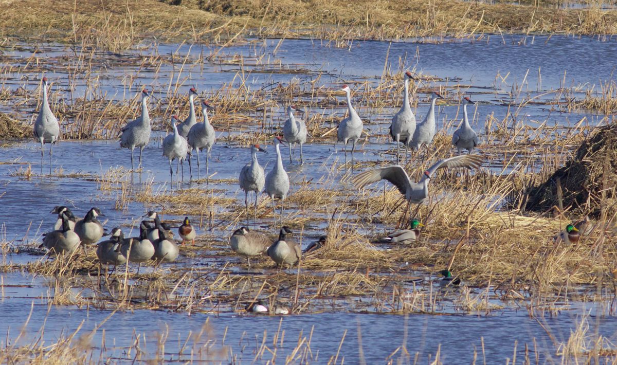 Geese and cranes together in a pond.